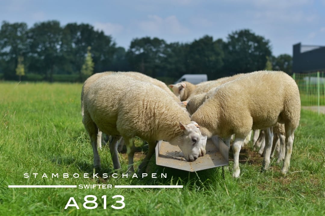 Swifter stamboekschapen aan de voerbak in de wei