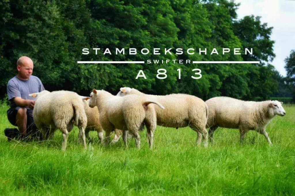 De kudde Swifter stamboekschapen in de weide met de fokker